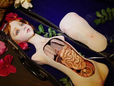 Mari Shimizu Anatomy Girl original doll