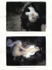Kenichi Murata 11 Sleeping Princesses Postcards